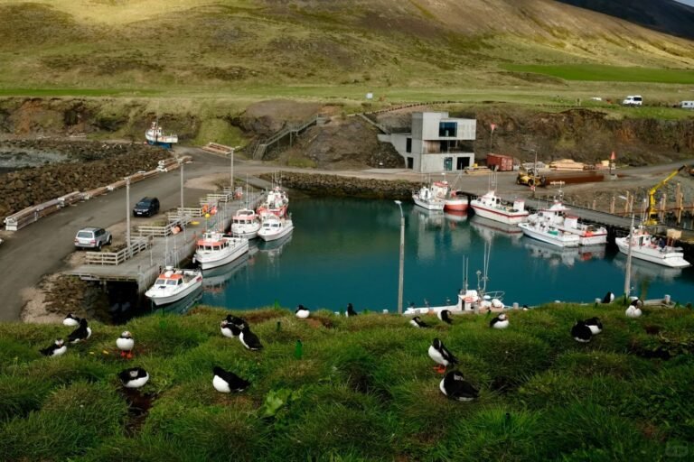 Iceland Puffin