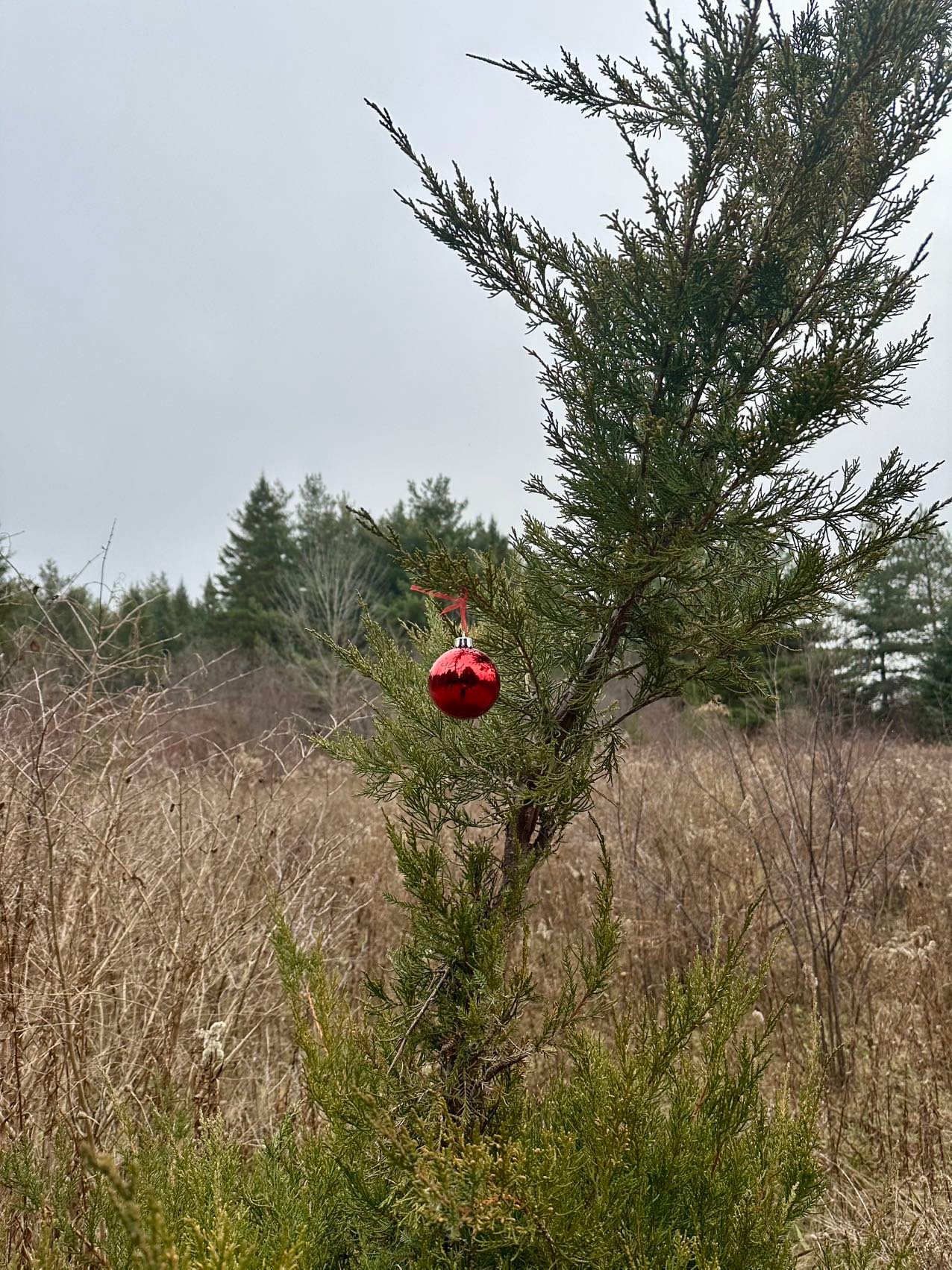 Claireville CA in December