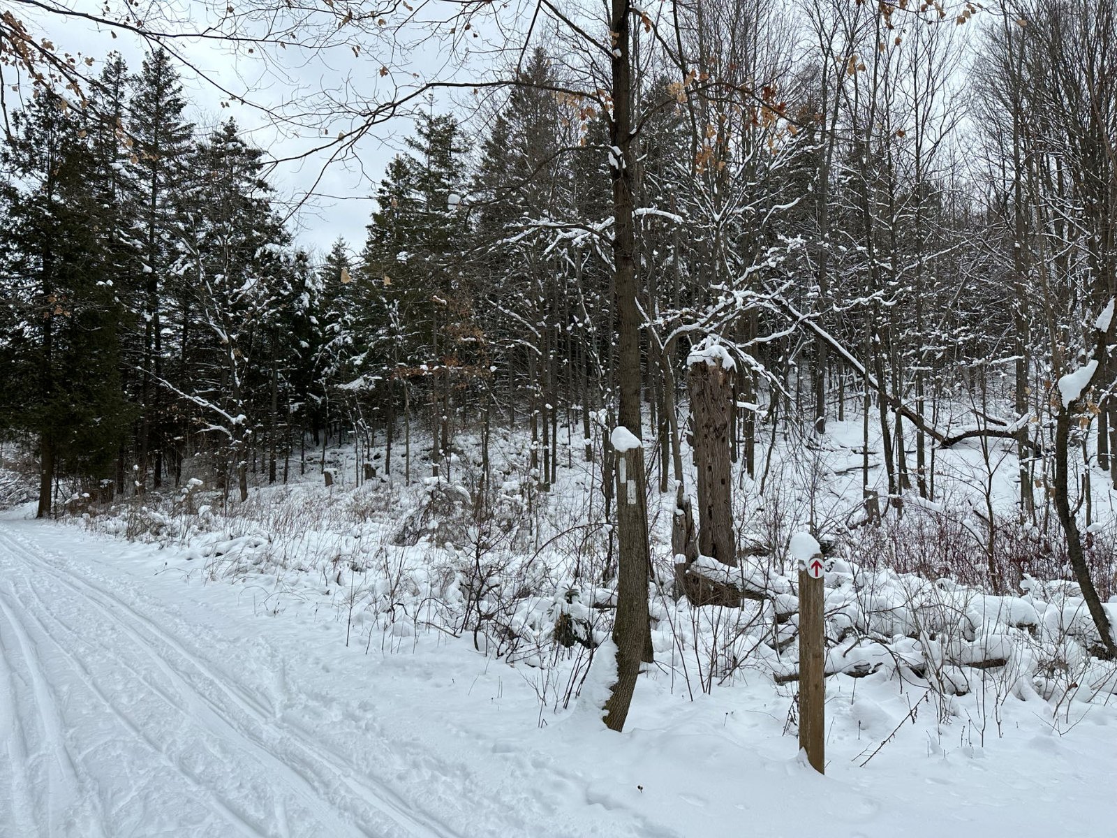 Winter on Bruce Trail