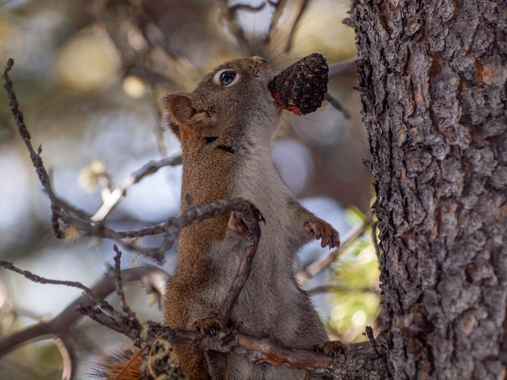 Squirrels on Cox Hill Trail