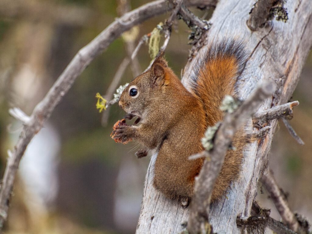 Cox Hill Winter Hike -- squirrels on the way