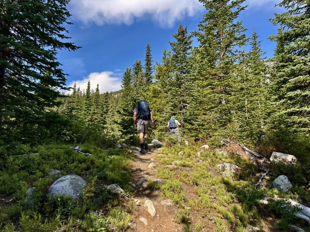 Under the treeline of Little White Mountain Trail