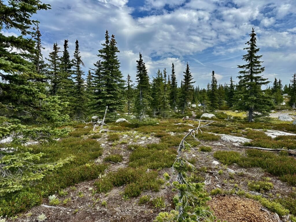 Sub-Alpine Meadow